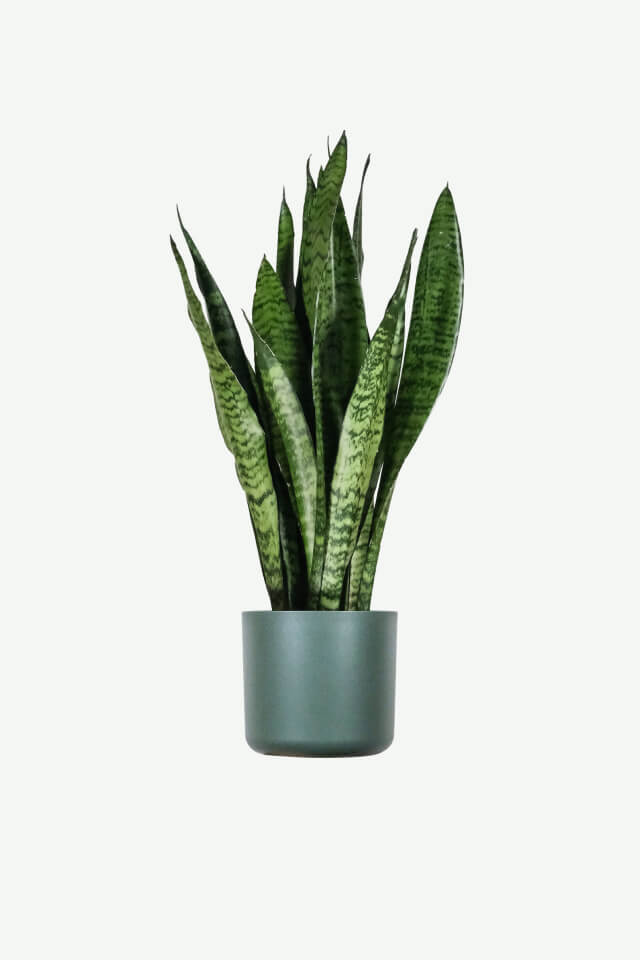 plants-ecommerce-product-featured-img-1 Sansevieria Laurentii