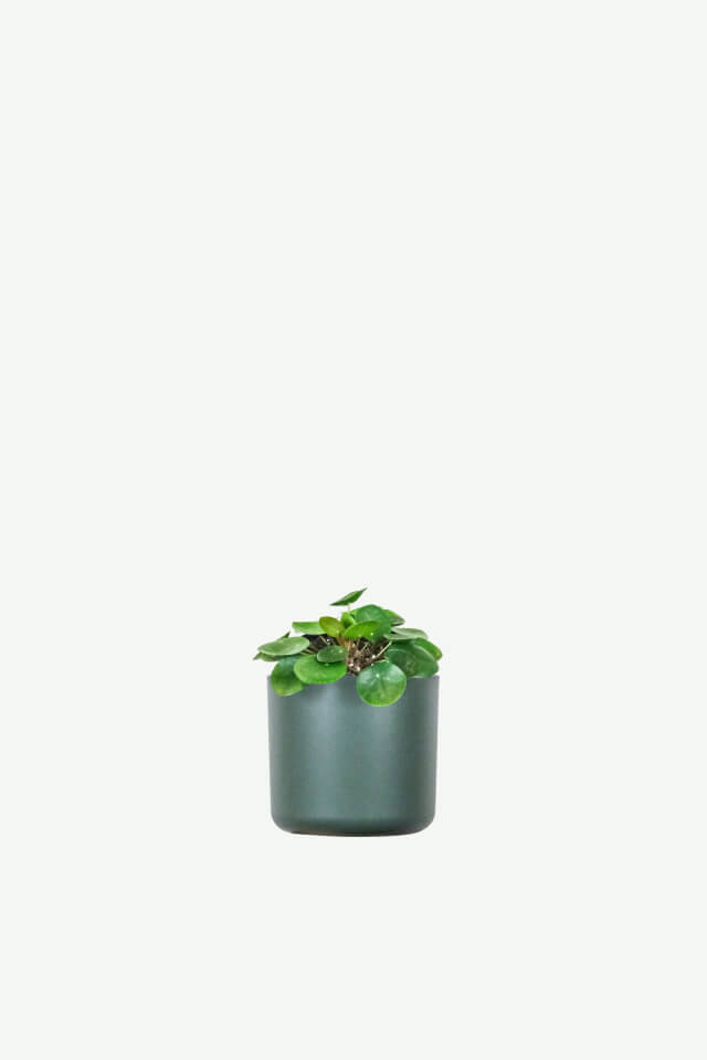 plants-ecommerce-product-featured-img-12 Peperomia Lemon Lime