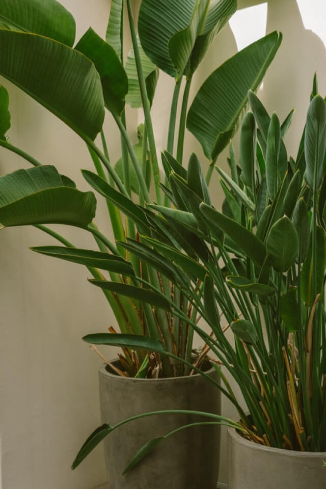 plants-shop-product-gallery-img-011 Spathiphyllum - Image 2