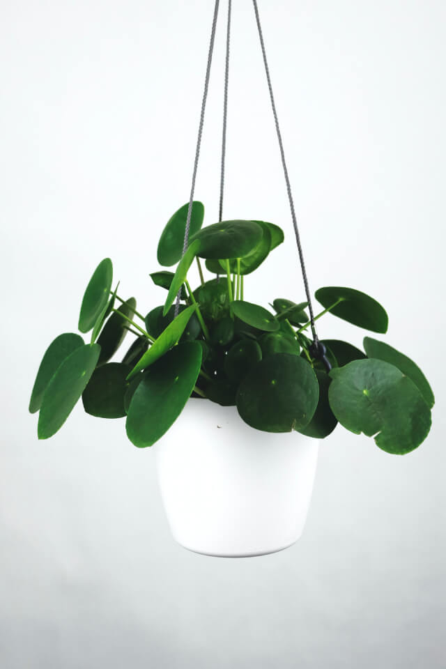 plants-shop-product-gallery-img-16 Pilea Peperomioides - Image 2